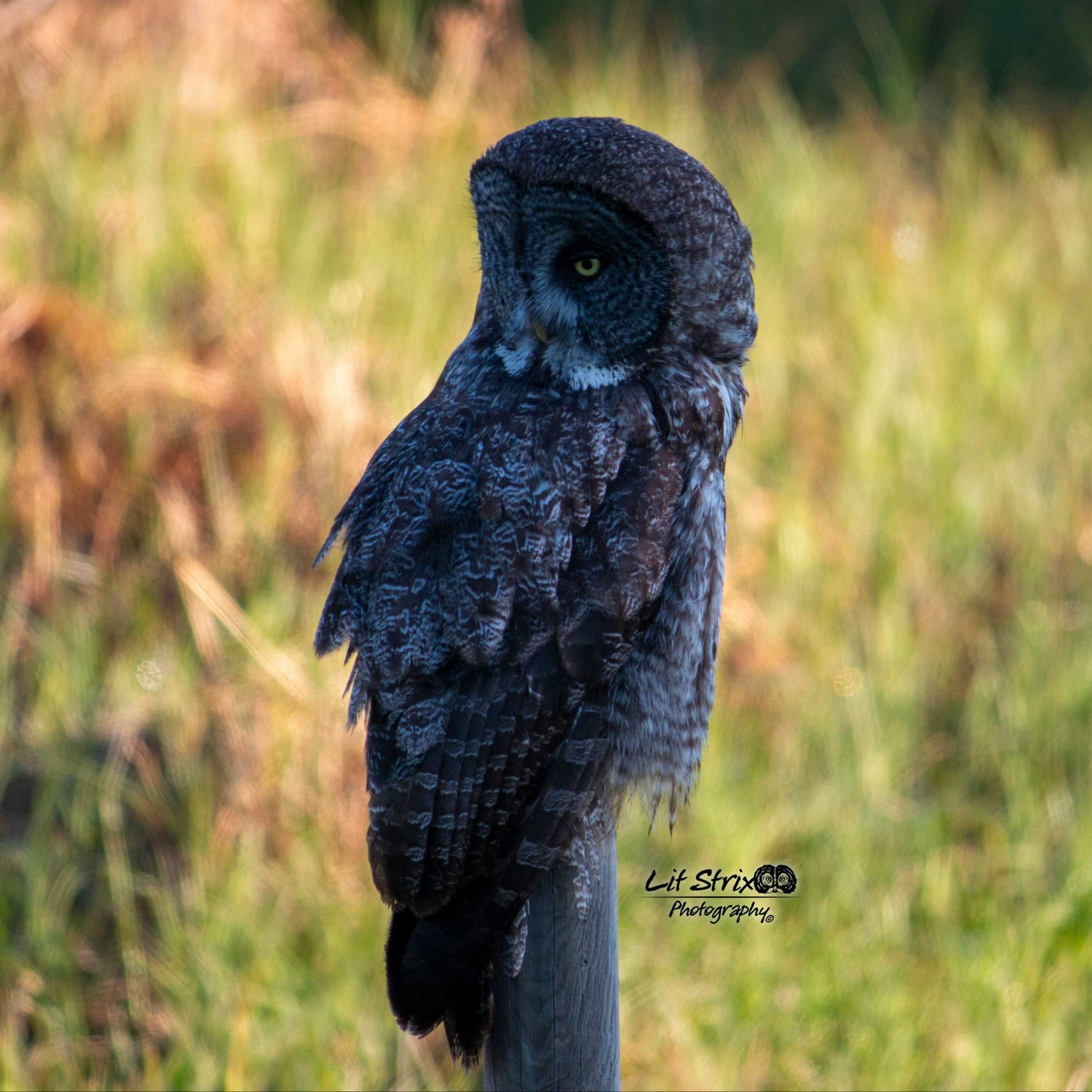 LitStrix2025Copyright